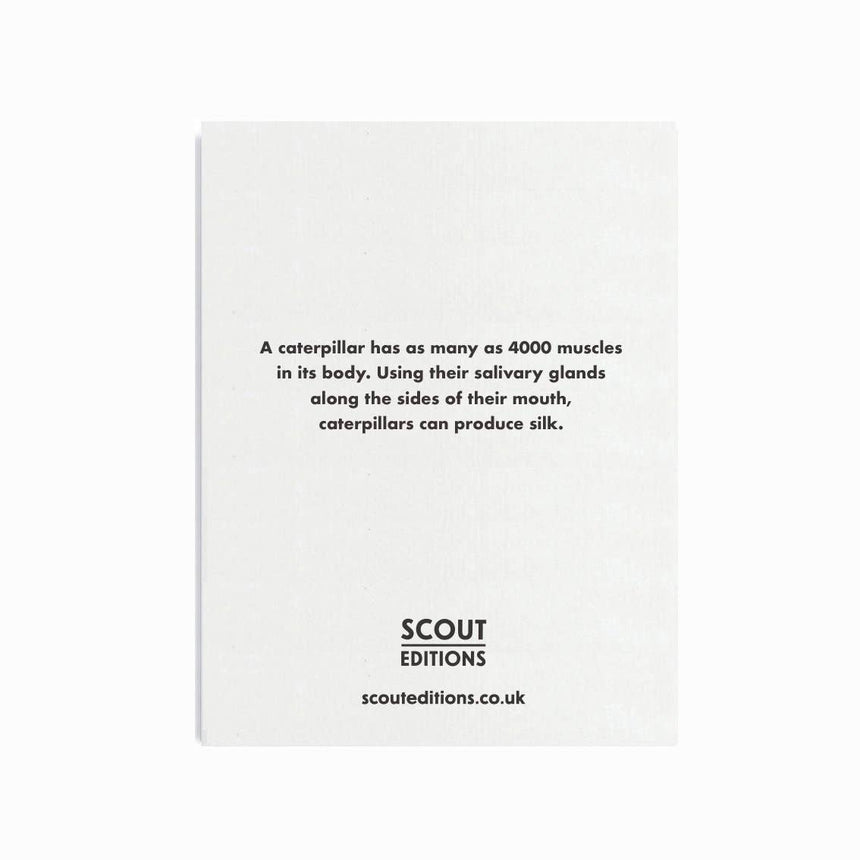 Scout Editions - Caterpillar mini card | Scout & Co