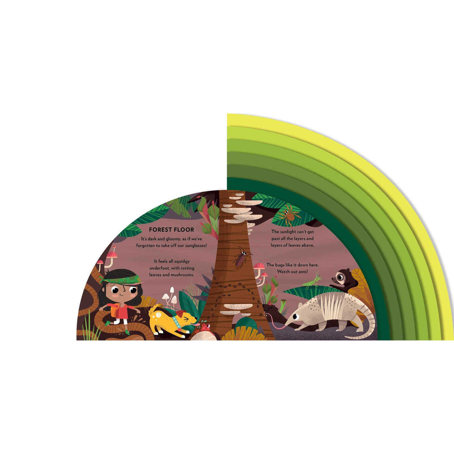 Explore The Rainforest board book - Carly Madden | Scout & Co