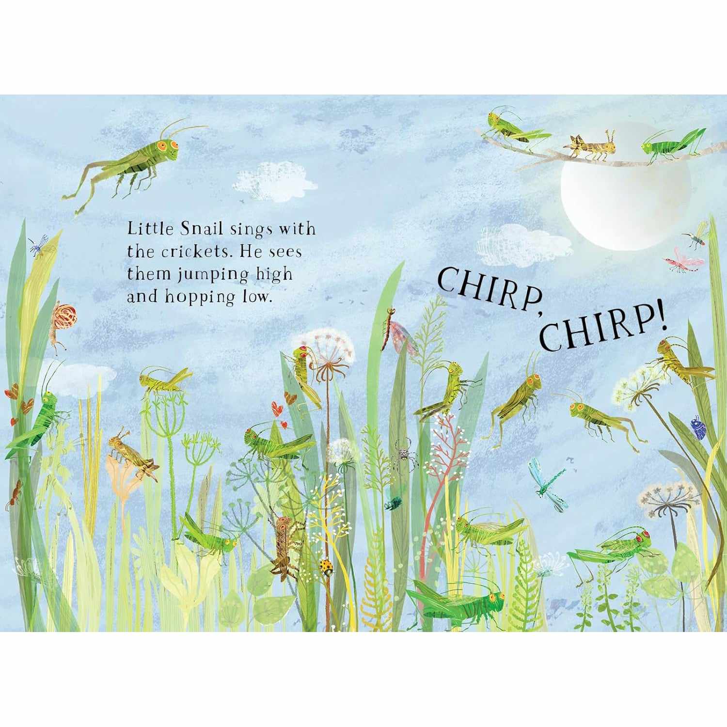 Little Snail's Book Of Bugs board book - Yuval Zommer | Scout & Co