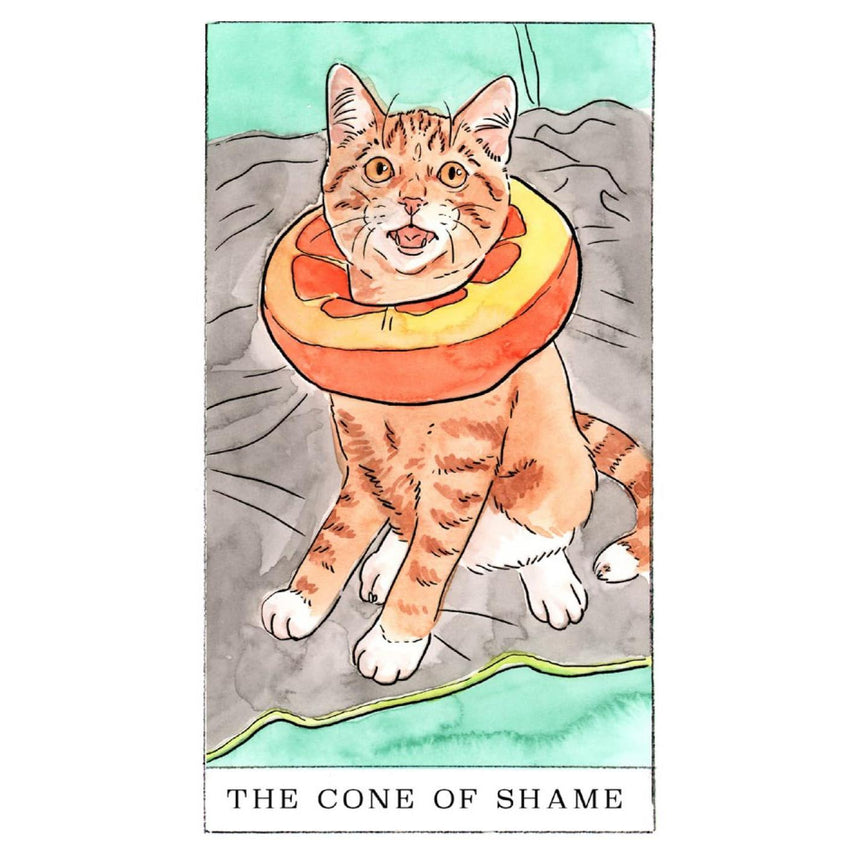 Kitten Oracle: 50 Cards & Guidebook - Megan Lynn Kott | Scout & Co