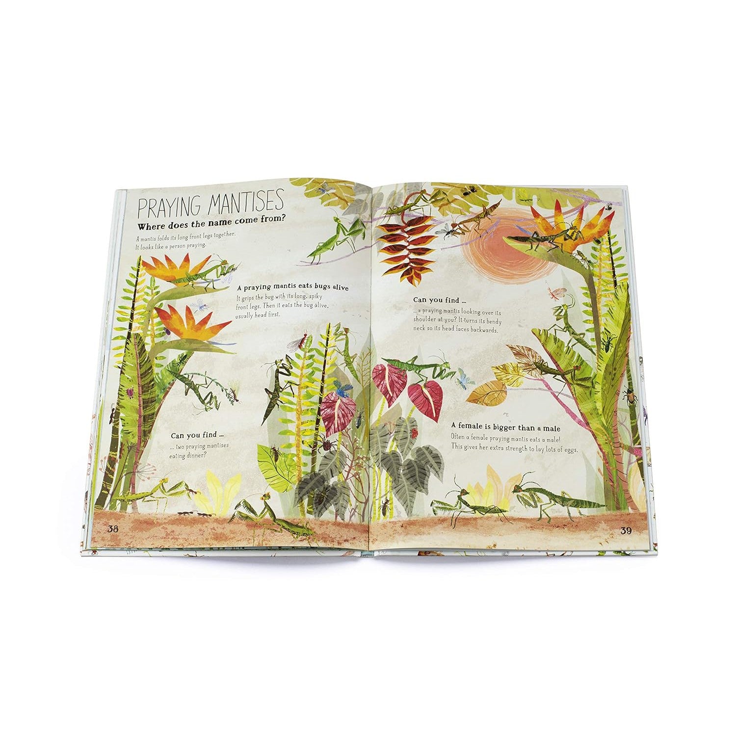 The Big Book Of Bugs - Yuval Zommer | Scout & Co