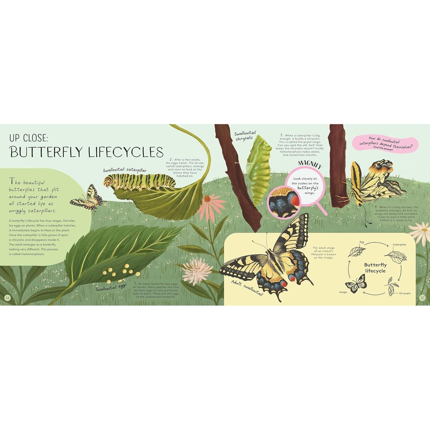 Minibeasts: Under the Magnifying Glass - Rosie Neave | Scout & Co