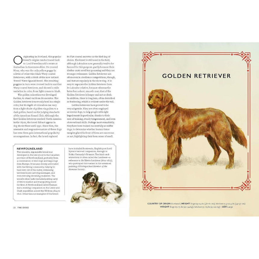 Vintage Dogs: guidebook and matching game - David Alderton | Scout & Co