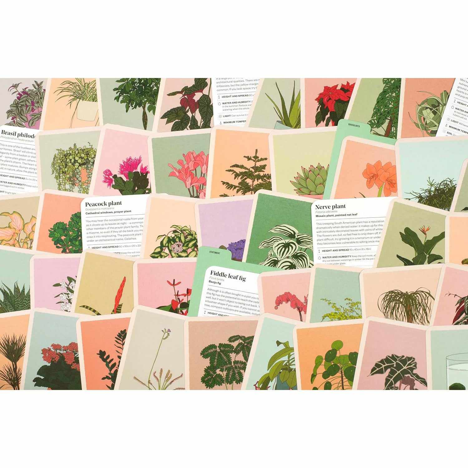 Houseplant Gardener In A Box - Jane Perrone | Scout & Co