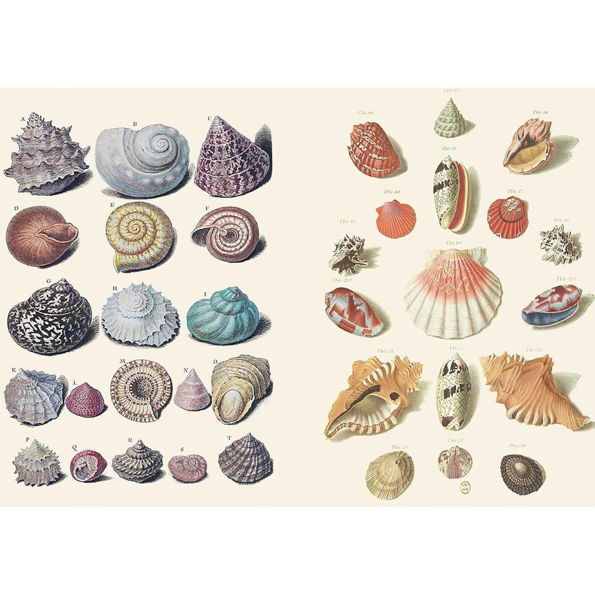 The Curious Collections sticker book - Grace Wilmshurst | Scout & Co