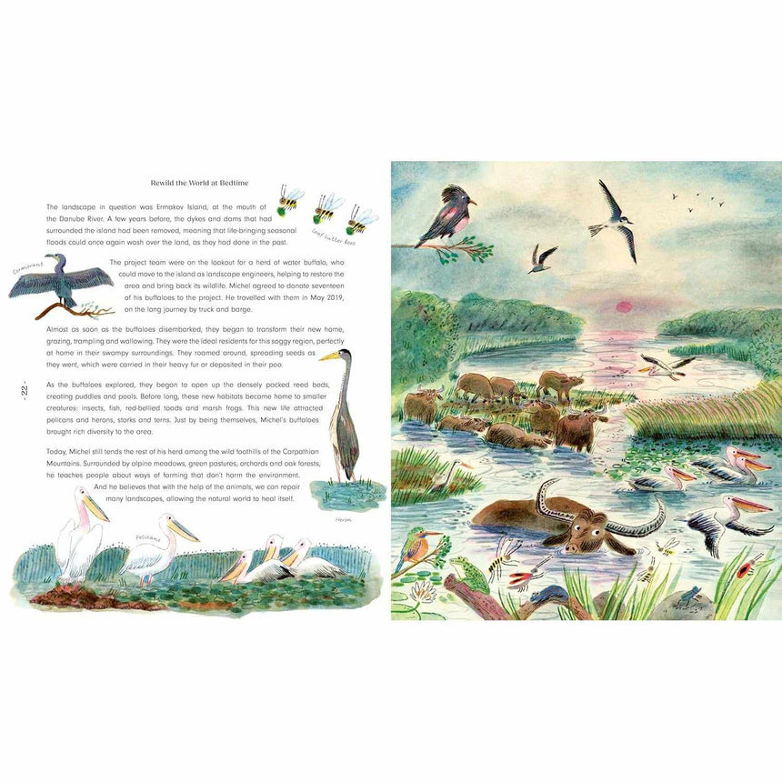 Rewild the World at Bedtime - Emily Hawkins | Scout & Co