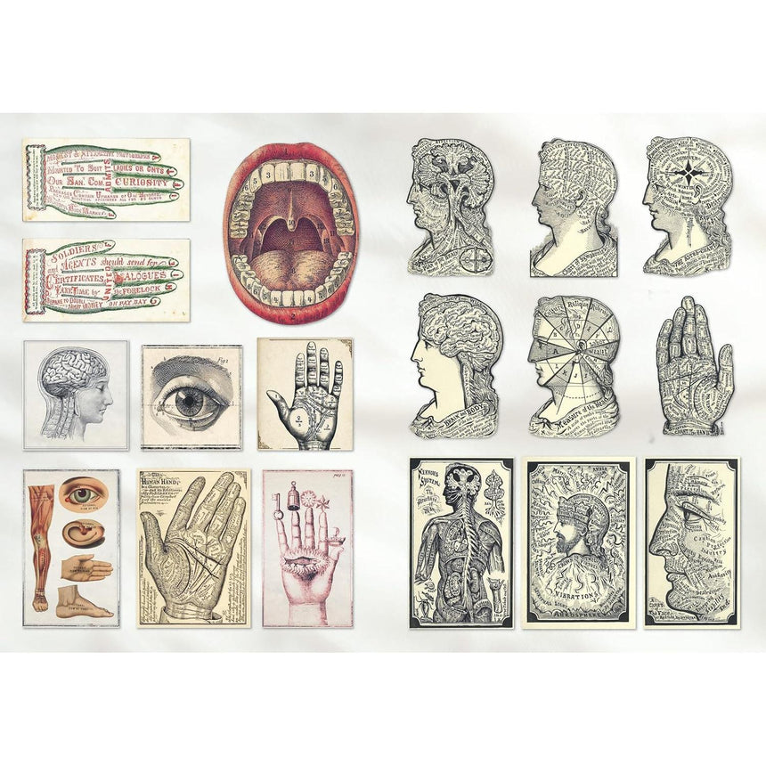 The Curious Collections sticker book - Grace Wilmshurst | Scout & Co
