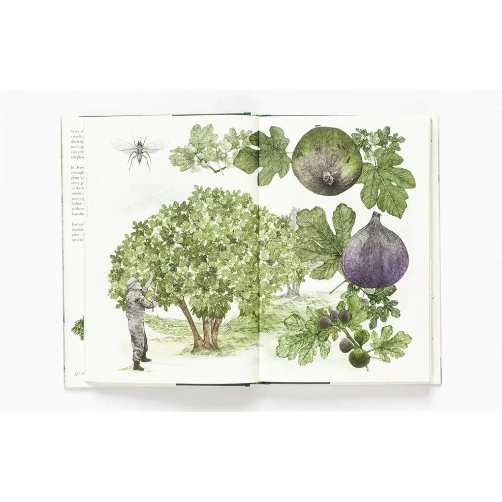 Around The World in 80 Trees - Jonathan Drori | Scout & Co