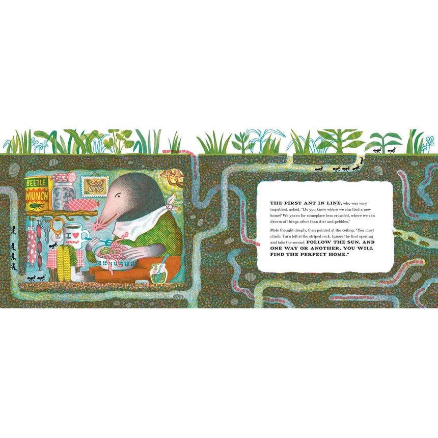 Seven Curious Ants - JooHee Yoon | Scout & Co