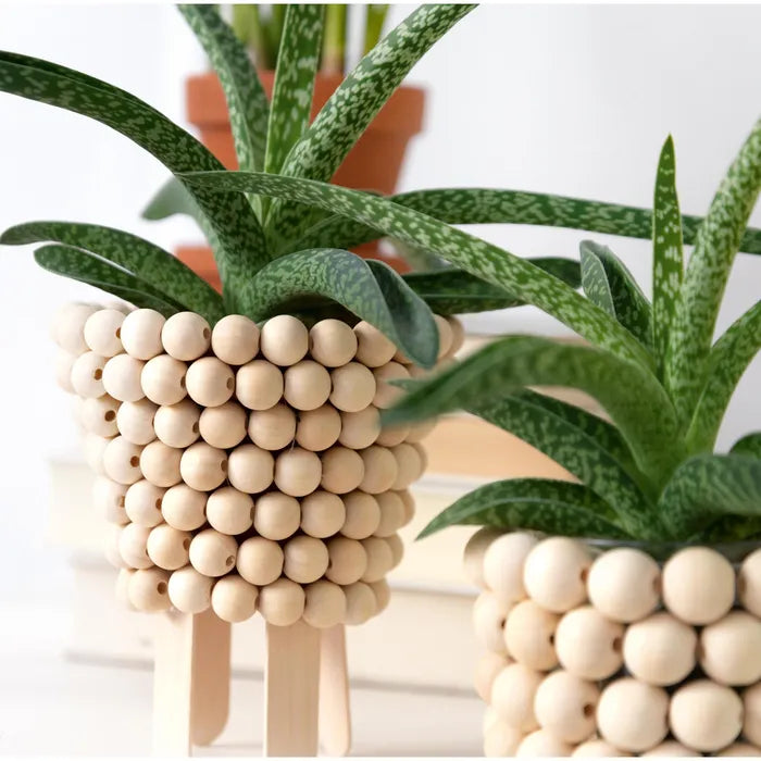 Folia - Creative box - Wood | Scout & Co