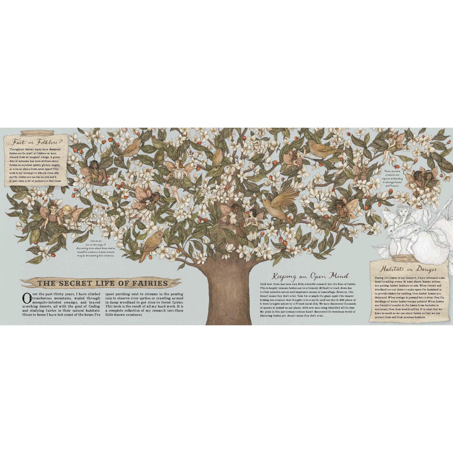 A Natural History of Fairies - Emily Hawkins | Scout & Co