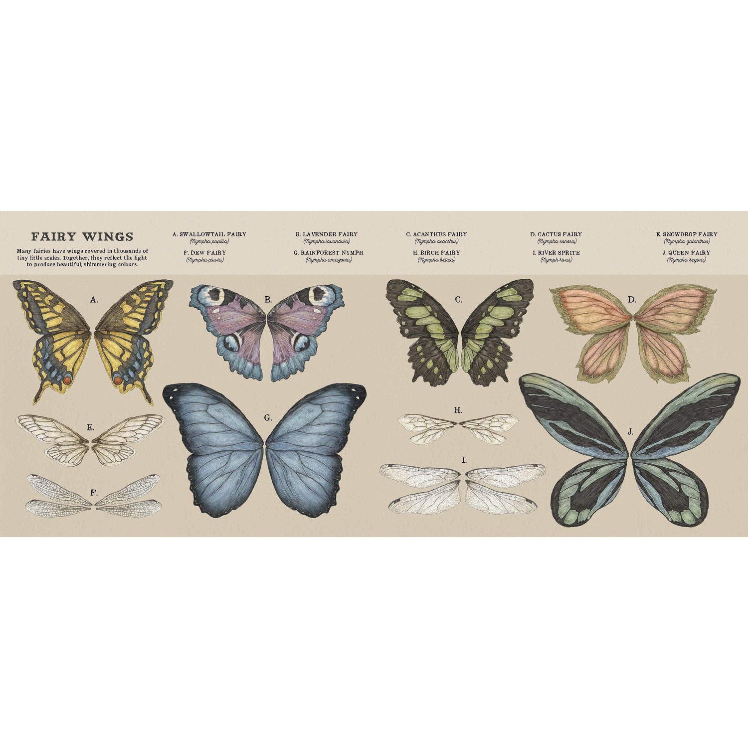 A Natural History of Fairies - Emily Hawkins | Scout & Co
