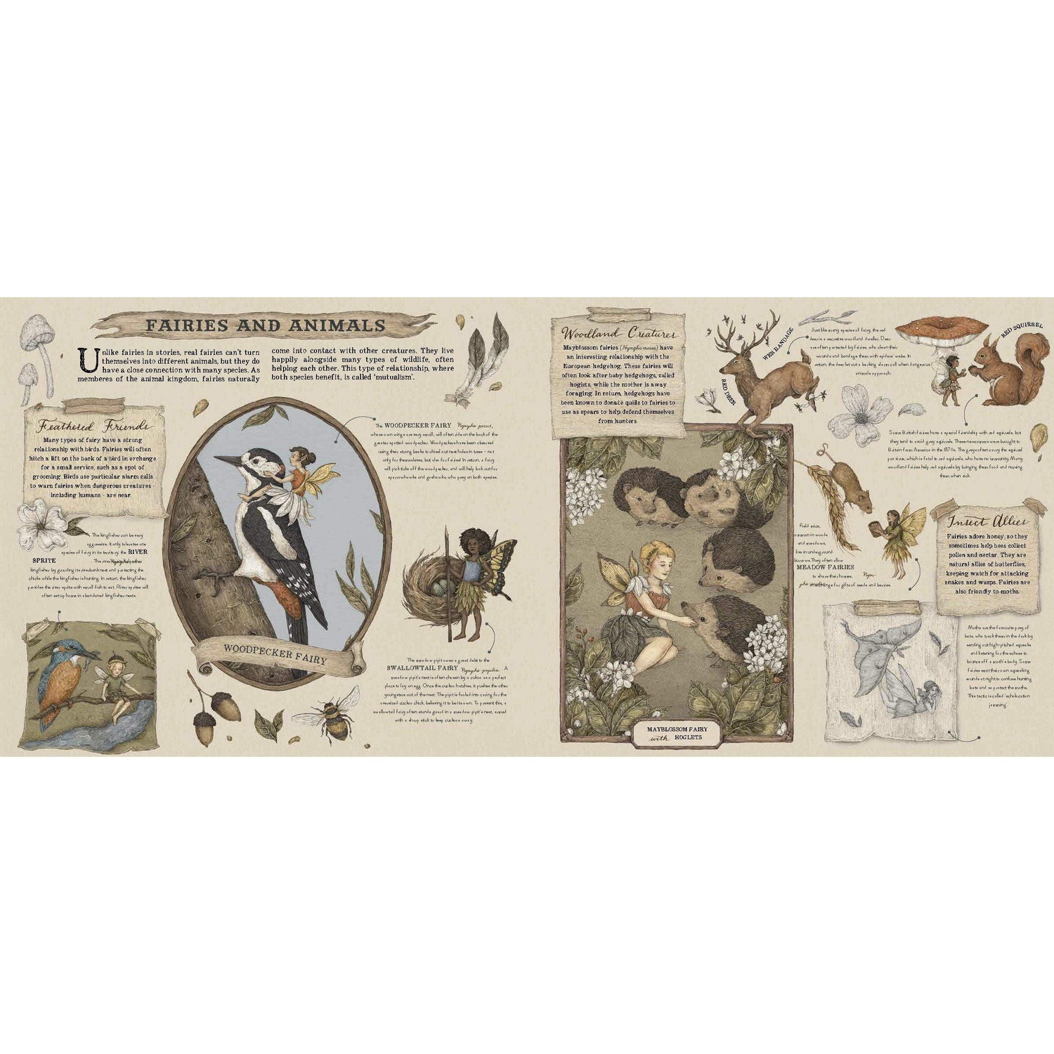 A Natural History of Fairies - Emily Hawkins | Scout & Co