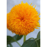 Herboo x Scout & Co exclusive - Sunflower 'Teddy Bear' seeds | Scout & Co