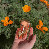 California Poppy Claw | Scout & Co