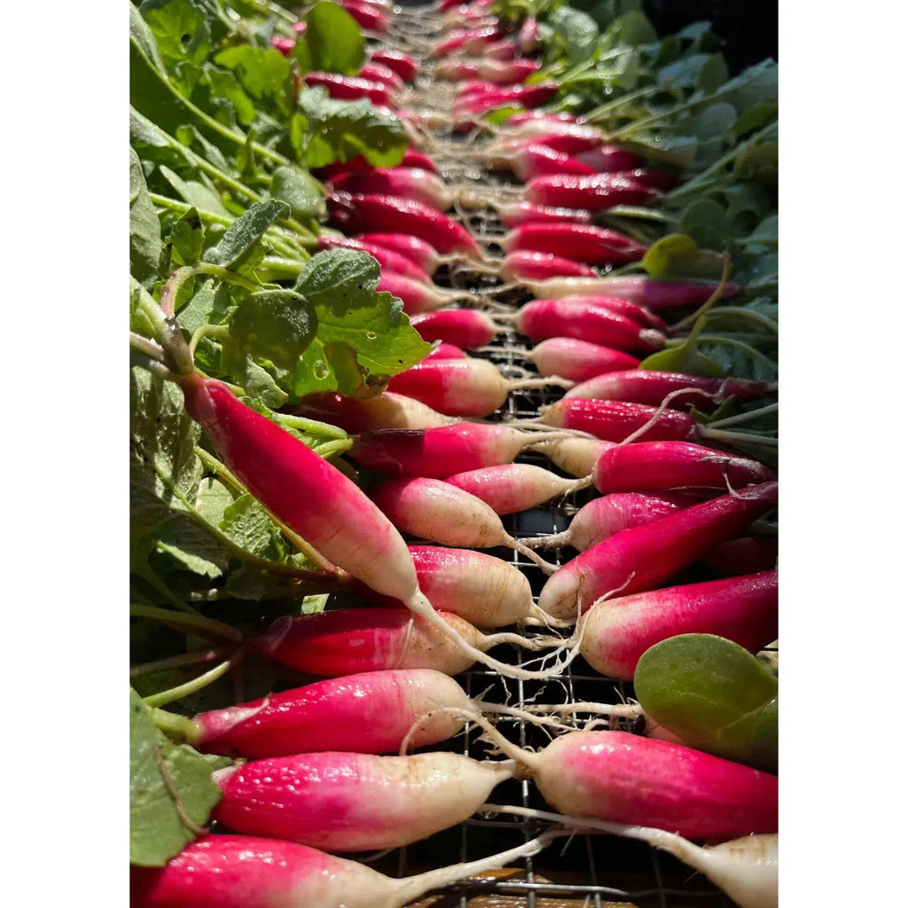 Herboo - Radish 'French Breakfast' seeds | Scout & Co