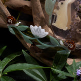 Winona Irene - Broceliande Lotus Flowers & Snails hair clip | Scout & Co