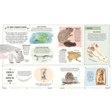 Wild: A Child's Guide To The Animal Kingdom - Jack Ashby | Scout & Co