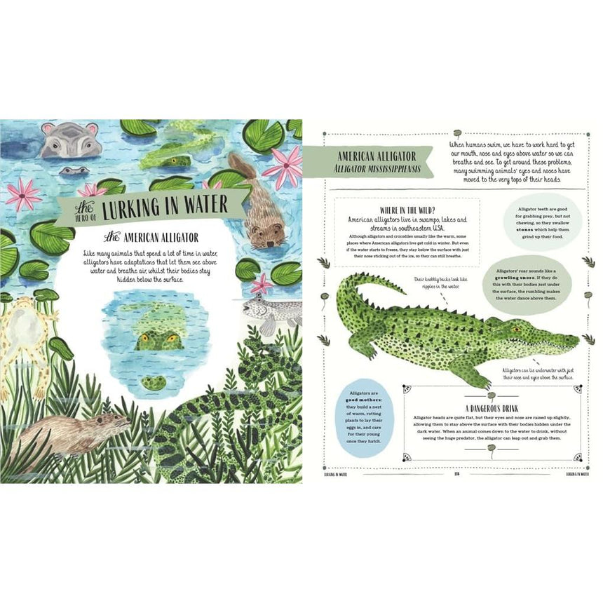 Wild: A Child's Guide To The Animal Kingdom - Jack Ashby | Scout & Co