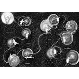 Firefly - Robert Macfarlane & Luke Adam Hawker | Scout & Co