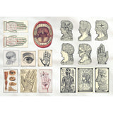 The Curious Collections sticker book - Grace Wilmshurst | Scout & Co