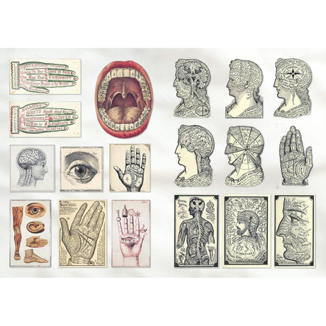 The Curious Collections sticker book - Grace Wilmshurst | Scout & Co