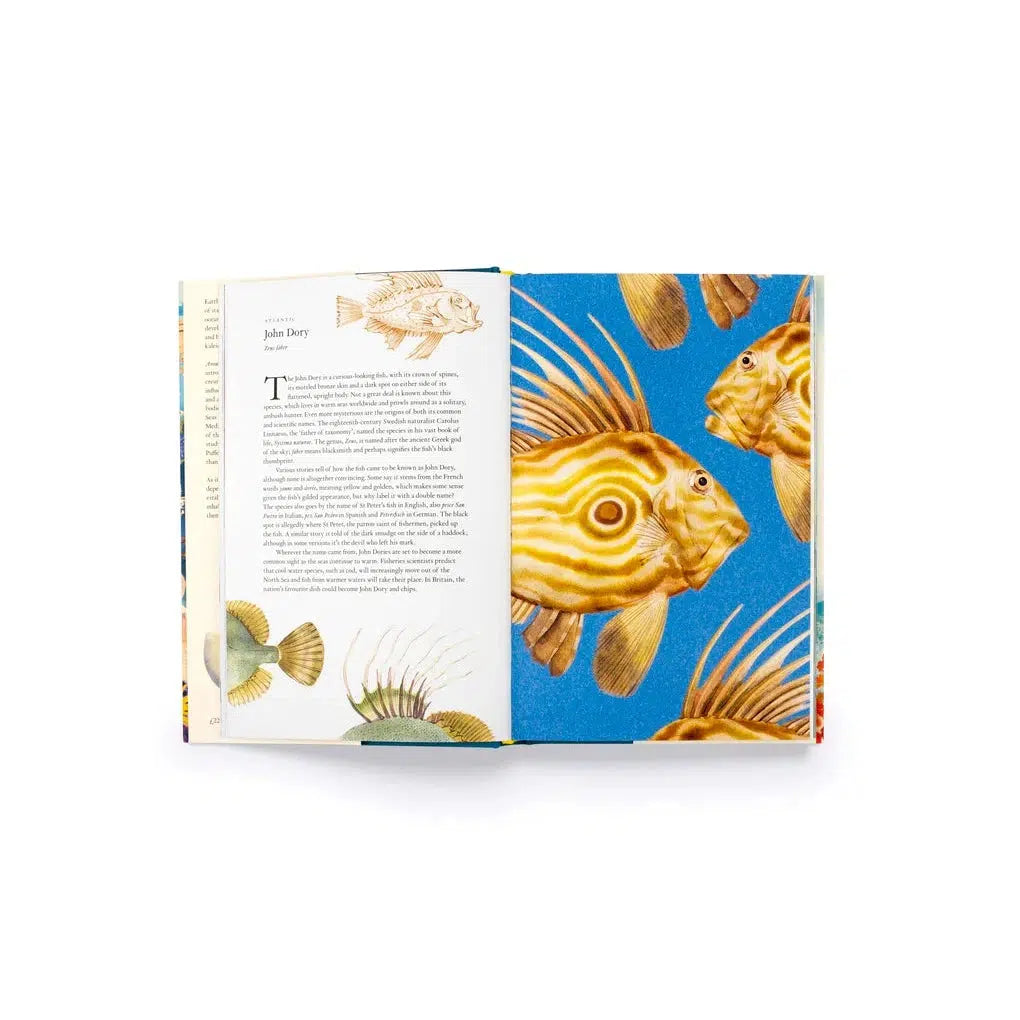 Around The Ocean in 80 Fish & Other Sea Life - Helen Scales | Scout & Co