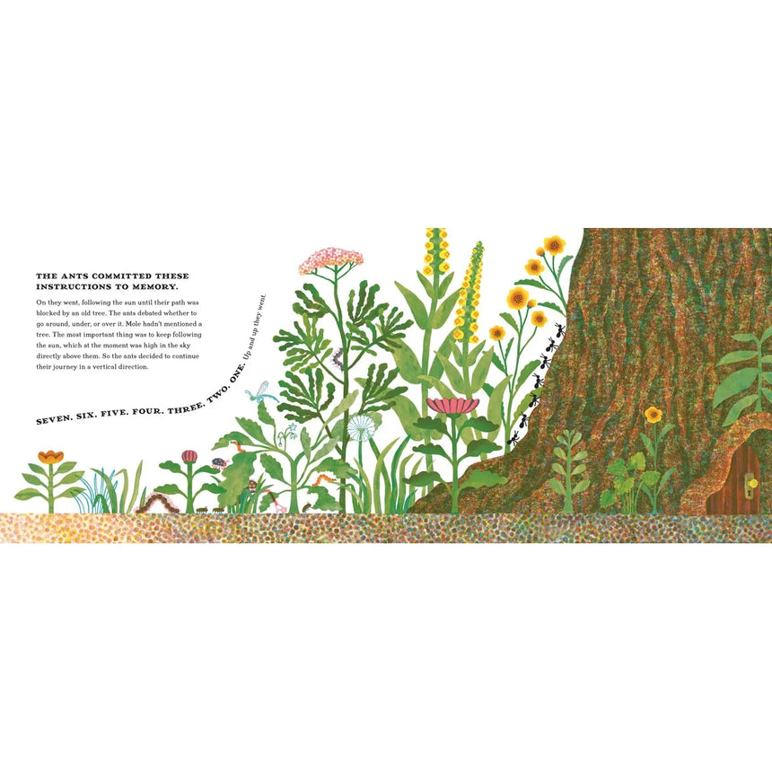 Seven Curious Ants - JooHee Yoon | Scout & Co