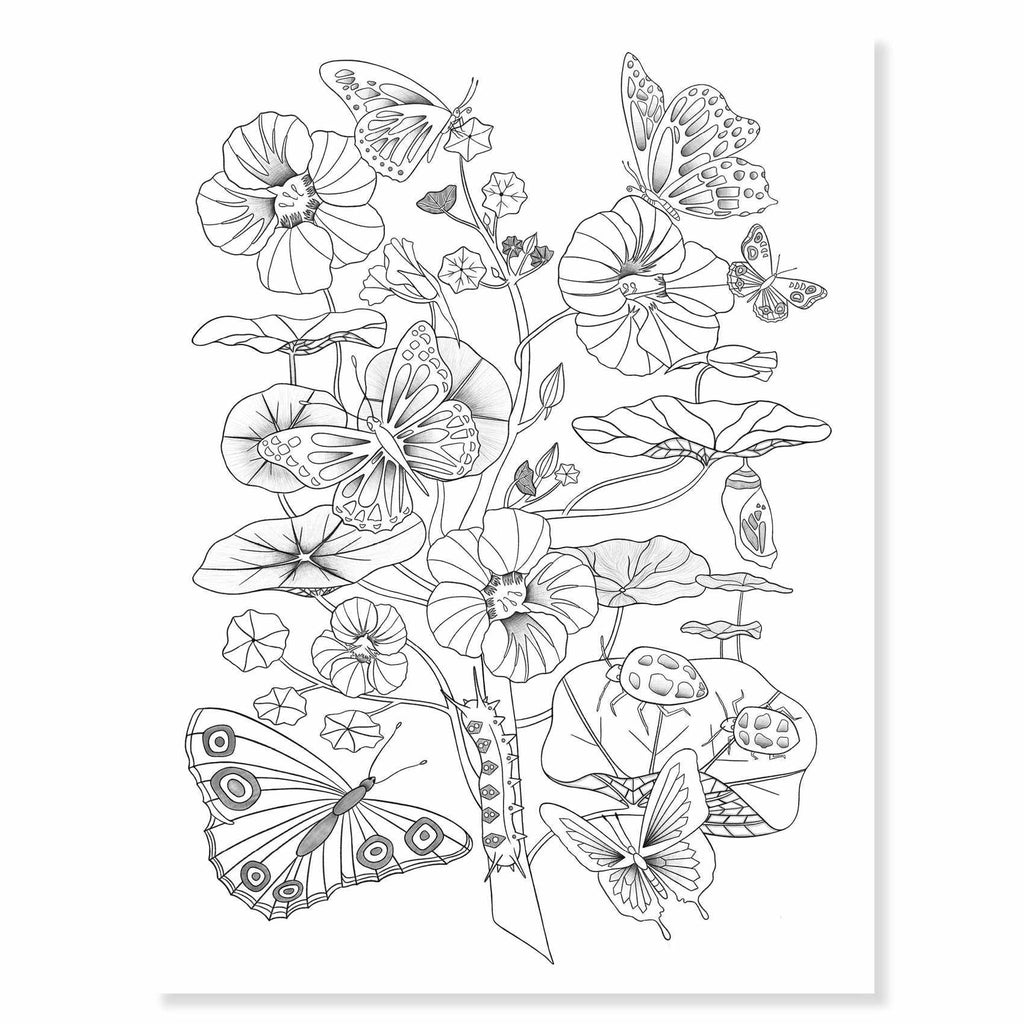 Djeco - Colouring Gallery colouring posters - Naturalist | Scout & Co