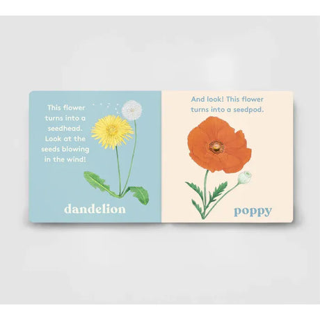 Look! A Flower - board book - Anya Serota | Scout & Co