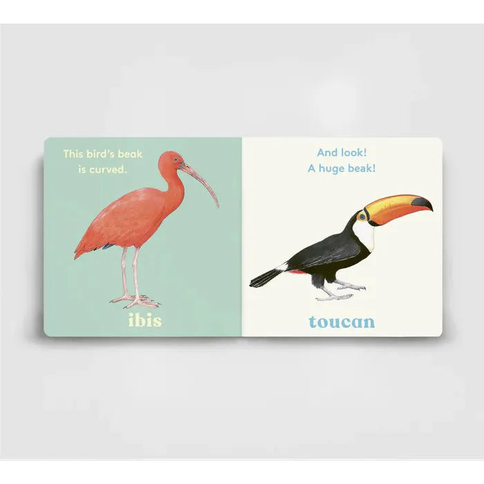 Look! A Bird - board book - Anya Serota | Scout & Co