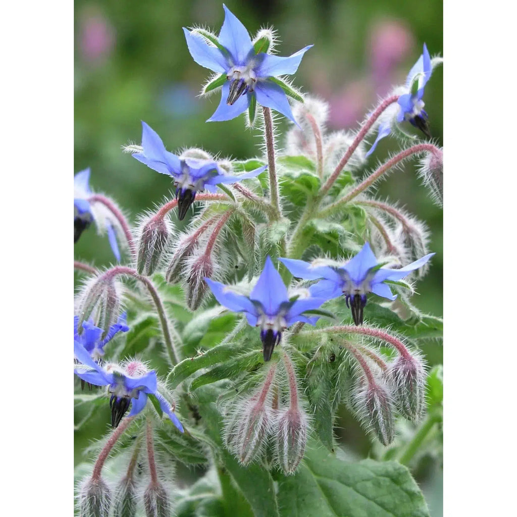 Herboo - Borage seeds | Scout & Co