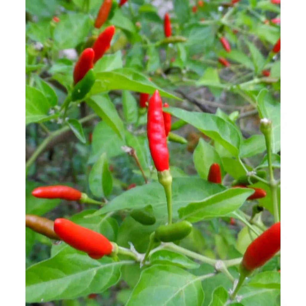 Herboo - Chilli Pepper 'Hot Thai' seeds | Scout & Co