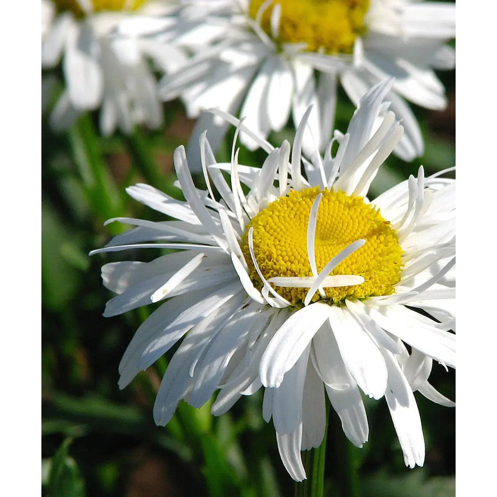 Herboo - Crazy Daisy seeds | Scout & Co