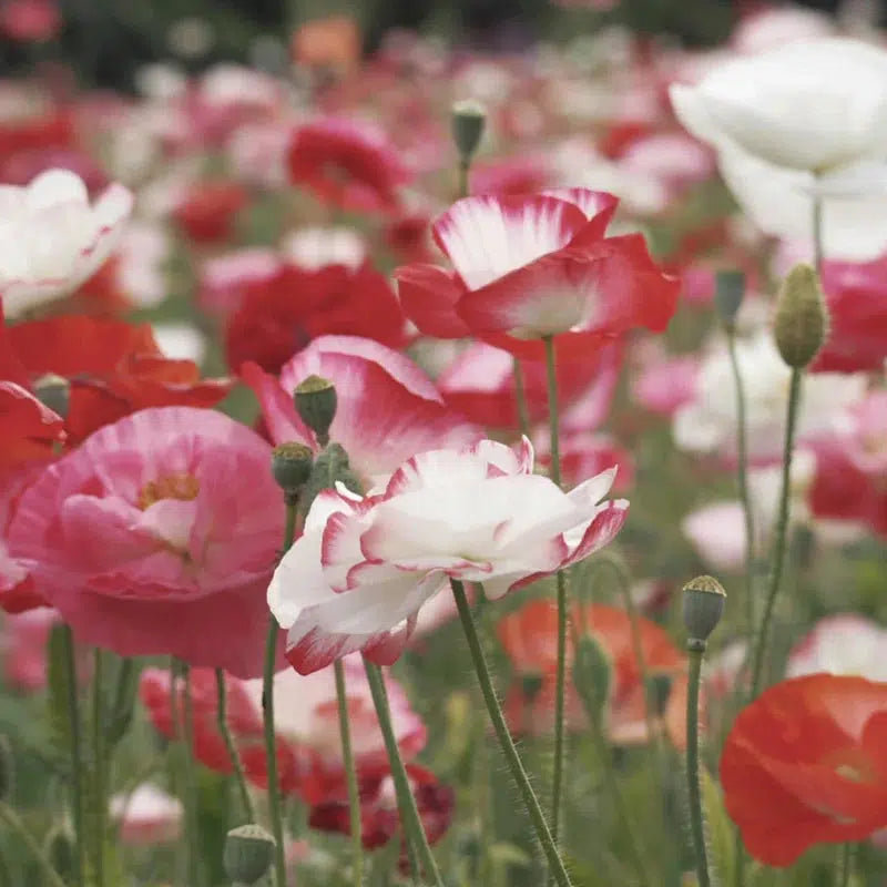 Herboo - Poppy 'Shirley Double' seeds | Scout & Co