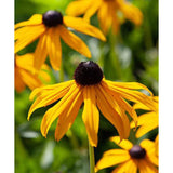 Herboo - Rudbeckia 'Goldsturm' seeds | Scout & Co