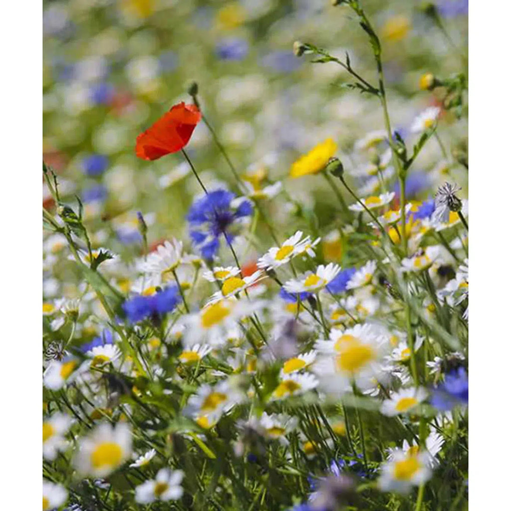 Herboo - Wildflower 'Bee and Butterfly' seeds | Scout & Co